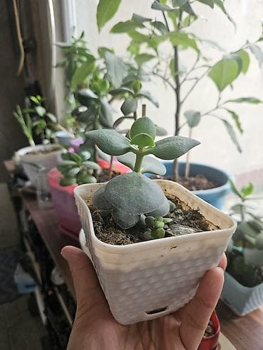 agac sekilleri: Sukulent və kaktus kolleksiyası – kiçik saksılarda Tərkib: - Crassula — 4