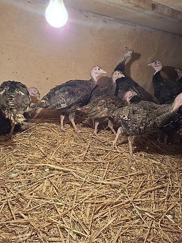 pitbull balasi satilir: Salam Təmiz qan Amerkan Bronz cinsli suretli böyüyən çox yumurtayan ev — 6