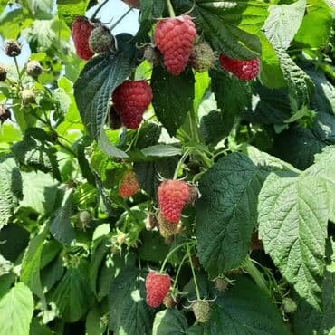 купить красную икру в баку: Xarci sort isdenilen sort malina tingleri var ekilen ili məsul verir — 2