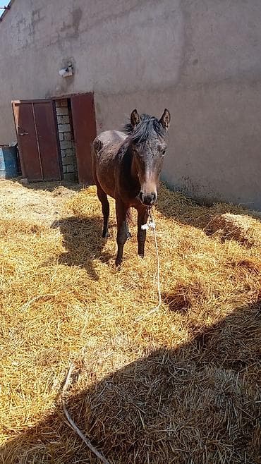 berde mal bazari 2019: Qəhvəyi rəngli at - Növ: At - Rəng: Tünd qəhvəyi, qara yalı və — 1