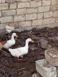 Inəklər, öküzlər: Salam Aleykum Diməli ünvan Meşdağa cütü 30manat cidi alıcıya indirim — 2