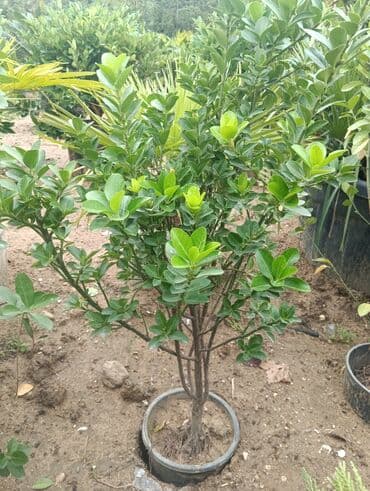 lipa ağacı: Evenimus — 4