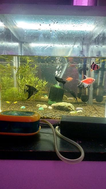 dana heyvan: Akvaryum komplekti – tam işlək set - Şüşə akvaryum: düzbucaqlı forma — 1