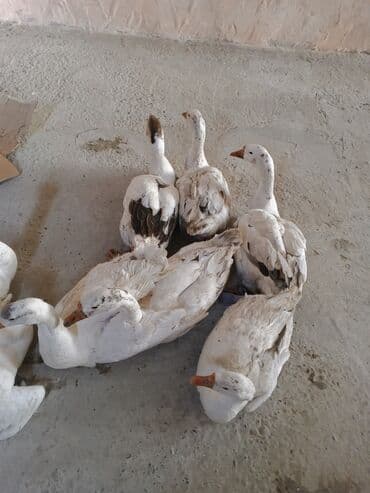 Qazlar satilir lalafo.az -da Qazlar satilir