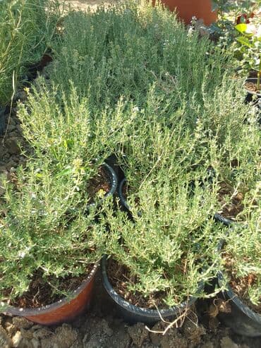 helba bitkisi faydaları: Həmişə yaşıl — 23