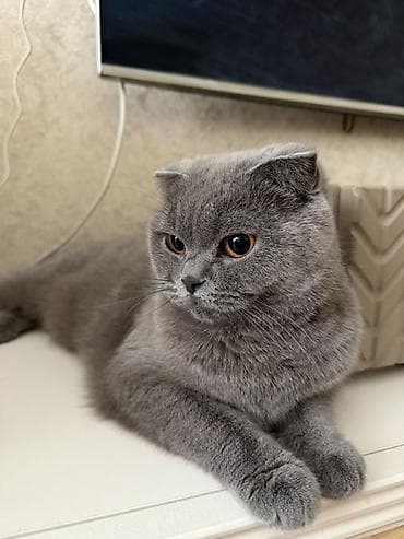 Gəmiricilər: Şotland, Dişi, Yaxşı əllərə — 1