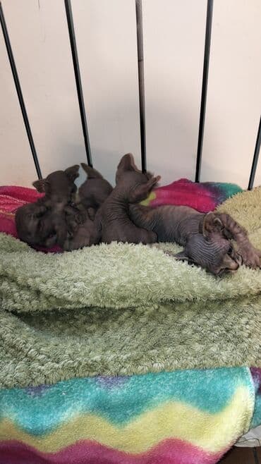 bala pişik adları: Sfinks, Erkək, Dişi, Ünvandan götürmə — 3