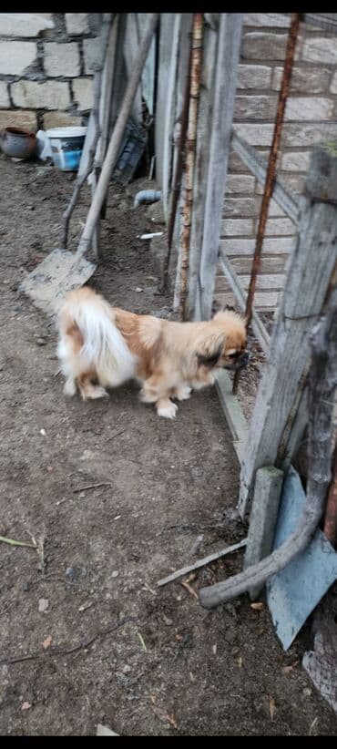 sabuncu it bazari harda yerlesir: Pekines, 1 il, Dişi, Peyvəndli, Ünvandan götürmə — 7