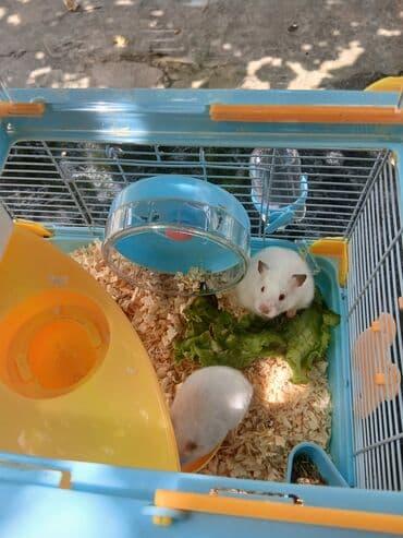 клетки для хомяков в баку: Hamsterlər üçün nəzərdə tutulmuş qəfəs, heyvanların təhlükəsiz və — 3