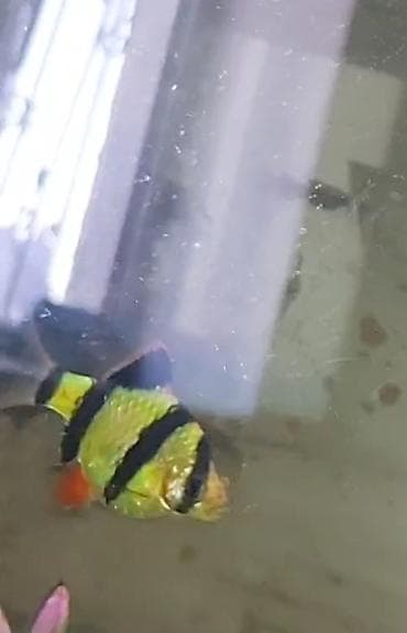 Tetra balığı, Sülhsevər lalafo.az -da Tetra balığı, Sülhsevər