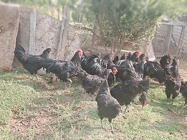 goyercin satisi 2019: Avstrolop toyuqları satılır.Fərələr yeni yumurtaya düşüb — 3