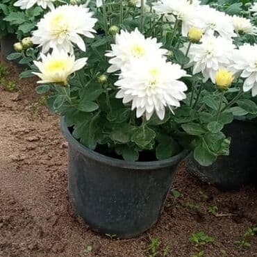 topdan gül satışı: Xrizantema payızgüllərinin topdan və pərakəndə satışı. Qiymətlər — 19