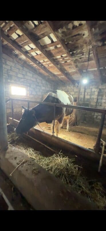 Doğmağına 20-25 gün qalıb. 30 litrdən yuxarı süd verən heyvandır