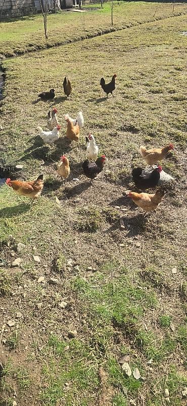 cuce satisi 2019: Salam Temiz Kend Toyuqlari Satilir Oz Heyvanlarimizdi, Yumurtalyan — 2