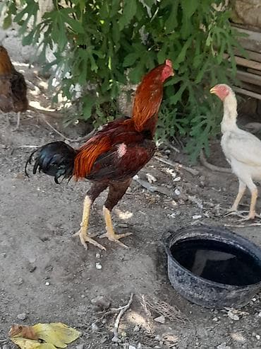 bugdanin qiymeti: Xoruz, Heyratı, il: 1, Ünvandan götürmə — 2