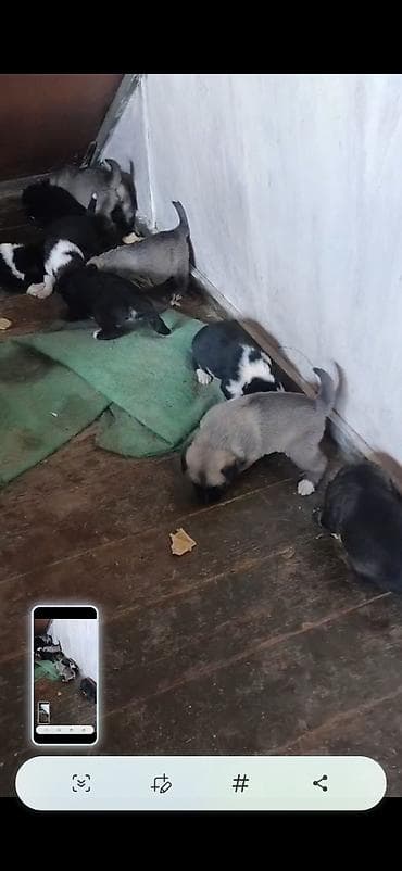 ov itleri satisi: Afcarka ve balaları satılır isdeyen olsa vapçatda yazsın 0507613355 — 2