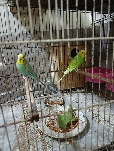 tutuquşular: Rainbov tutuqusular satılır.Cütdüler.Sağlam ve aktiv — 3