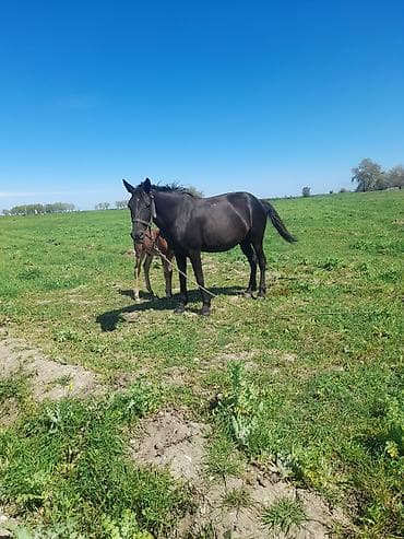 cins piwikler: Maraqlı at ana-buzağı tandemi - Qara rəngli madyan və yanında taya — 2