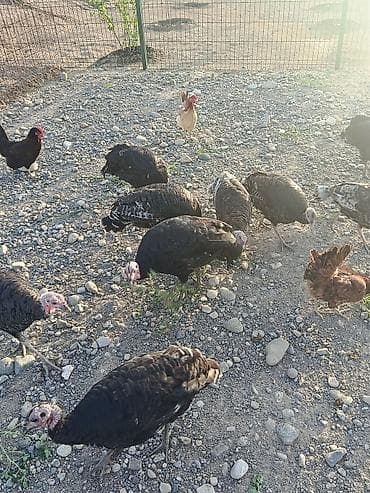 hind quwu: Salam hindusqalar satılır 9 denedi ünvan Cəbrayıl rayonunun horovlu — 3