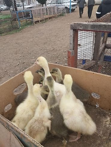 9 denedir hamsni gotren olsa 14 le 2hefdelikk