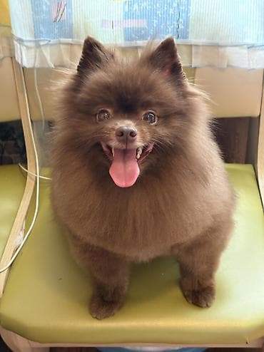erkey quzular: Şpitz, 3 il, Erkek, Peyvəndli — 5