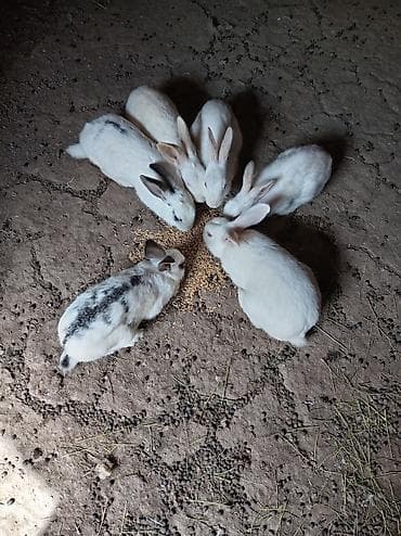 heleb keçileri: Ağ rəngli, qismən ləkəli dovşanlar – həm ana-atalar, həm də balalar — 4