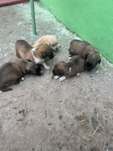 tuklu itlerin qiymeti: Zvanok küçüklər satılırBalaca it balaları – qarışıq rənglərdə - — 3