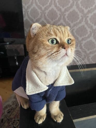 Heyvanlar üçün mallar: Qızıl şinşilla, Erkək, Cütləşmə üçün — 4