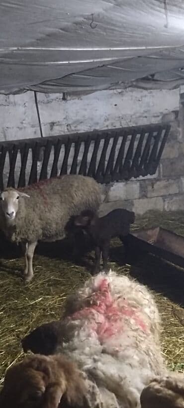 İtlər: Salam Aleykum qərdeşdər, Allah hamının malna bərəkət versin 68 baş — 4