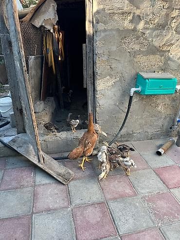 heyrati cucesi: Toyuq cücələri, Damazlıq — 10
