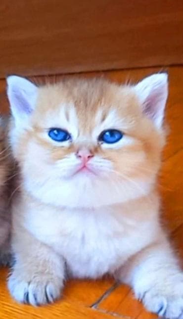 pisik satisi: Britan, Erkək, Dişi, Yaxşı əllərə, Ünvandan götürmə — 2