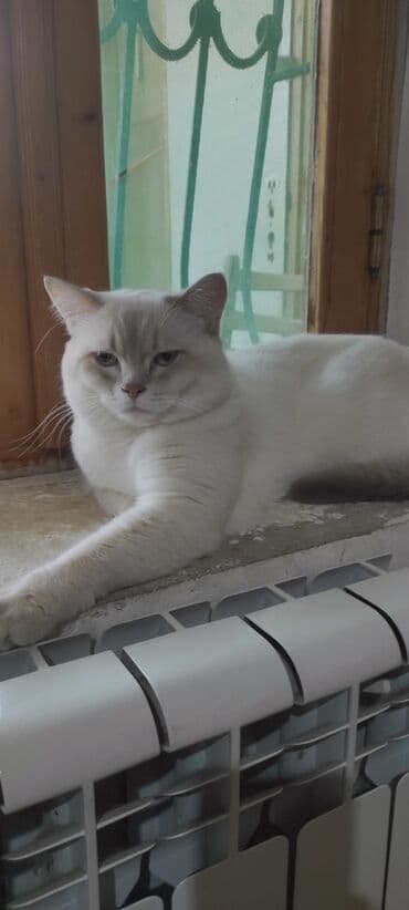 ağ pişik satışı: Britan — 4