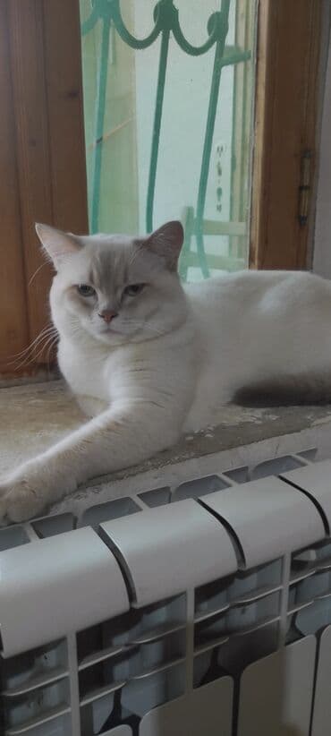 pişik üçün tualet: Britan — 1