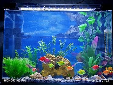 tetra: Dördbucaq akvarium, Balıqlarla birlikdə, 70 l, Ünvandan götürmə, Ödənişli çatdırılma, Rayonlara çatdırılma — 1