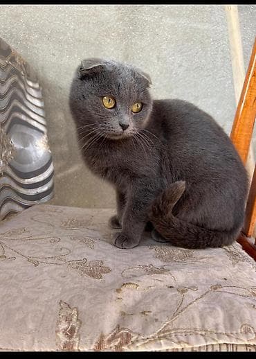 pişik pers: Şotland — 2