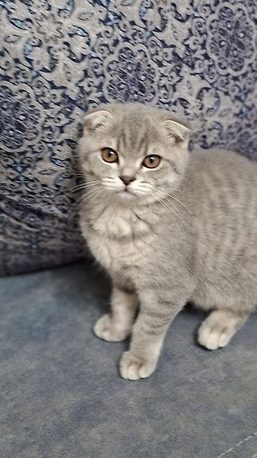 bala haski: Şotland yastı qulaq, Dişi — 8