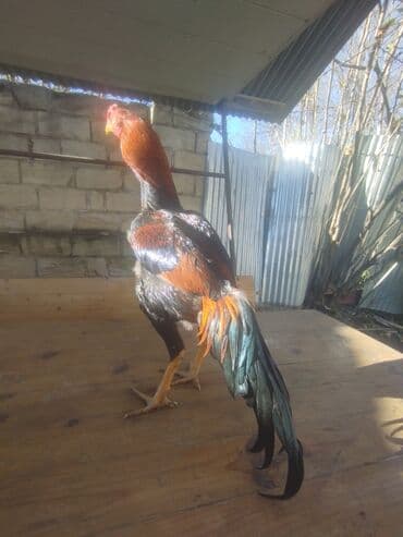 K/t heyvanları üçün mallar: 15 aprel yeni ayılib atlanmayıb barter yoxdur tergidirem deye ucuz — 5