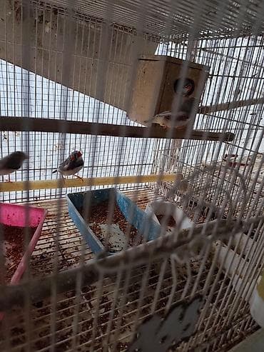 ayliq 10 azn internet: Bütün tutuquşular satılır qəfəslə birlikdə Ünvan:Zaqatala,Lahıc — 5