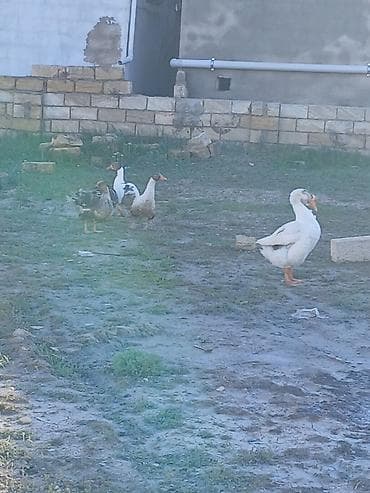 broyler cuce satisi: Salam oz qapimin 1 illik saglam 4 diwi 1 erkek diwiler yerridiler ekek — 3