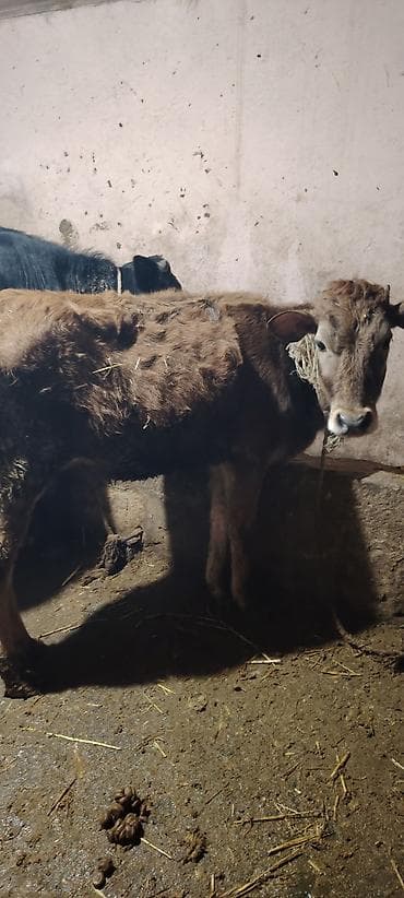 cins atlar: Salam super saxlamali saglam yeyimcil heyvandi — 1