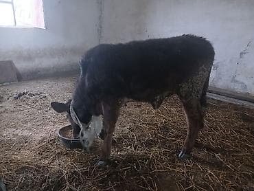 Mazda: Diși göbəkli 7ayLlq disi danadlr. dananln anaslvə anaslnln anaslda — 4