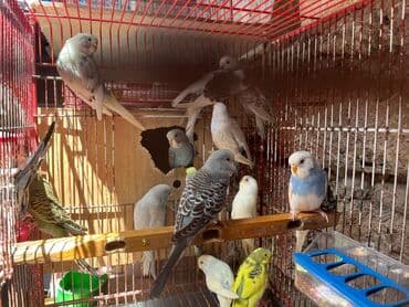 попугай жако купить в баку: Papuqay — 1