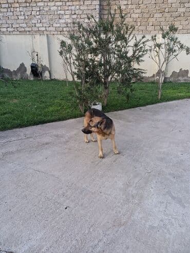 coban isi: Alman çoban iti — 5