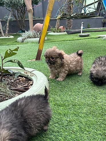 it tap az: Pekines, 2 ay, Peyvəndli — 4