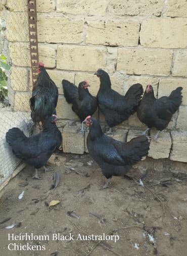 en ucuz at: Toyuq, Australorp, Damazlıq, Ünvandan götürmə — 1