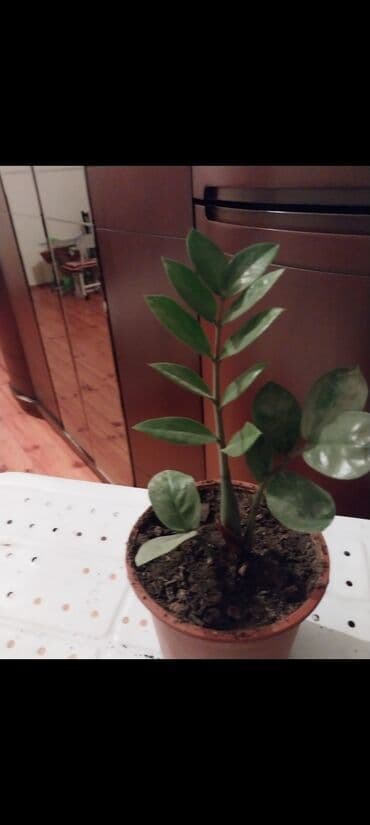 саженцы клубники бишкек: Bakixanov qəsəbəsi(Razin) — 1