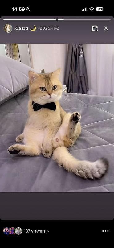 Balıqlar: Şinşilla, Erkək, Cütləşmə üçün — 3