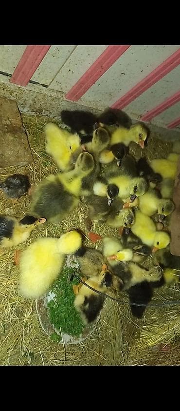 çöl heyvanları haqqında məlumat: Məhsul: Qaz balaları KOM SATLIR. GPNDƏRİŞ MAŞINI SİZ DANŞDIĞNIZ HALDA — 1