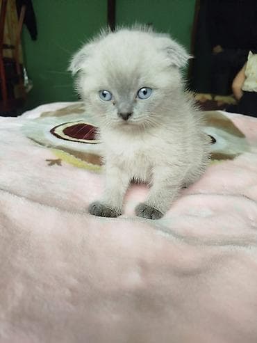 pisiyler: Şotland yastı qulaq — 2