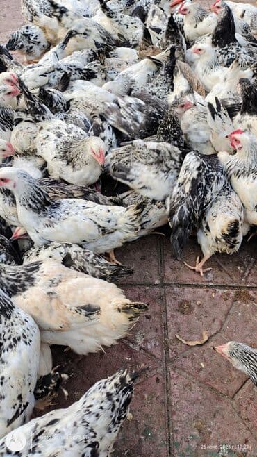 quş qaz: Toyuq cücələri, Damazlıq — 3